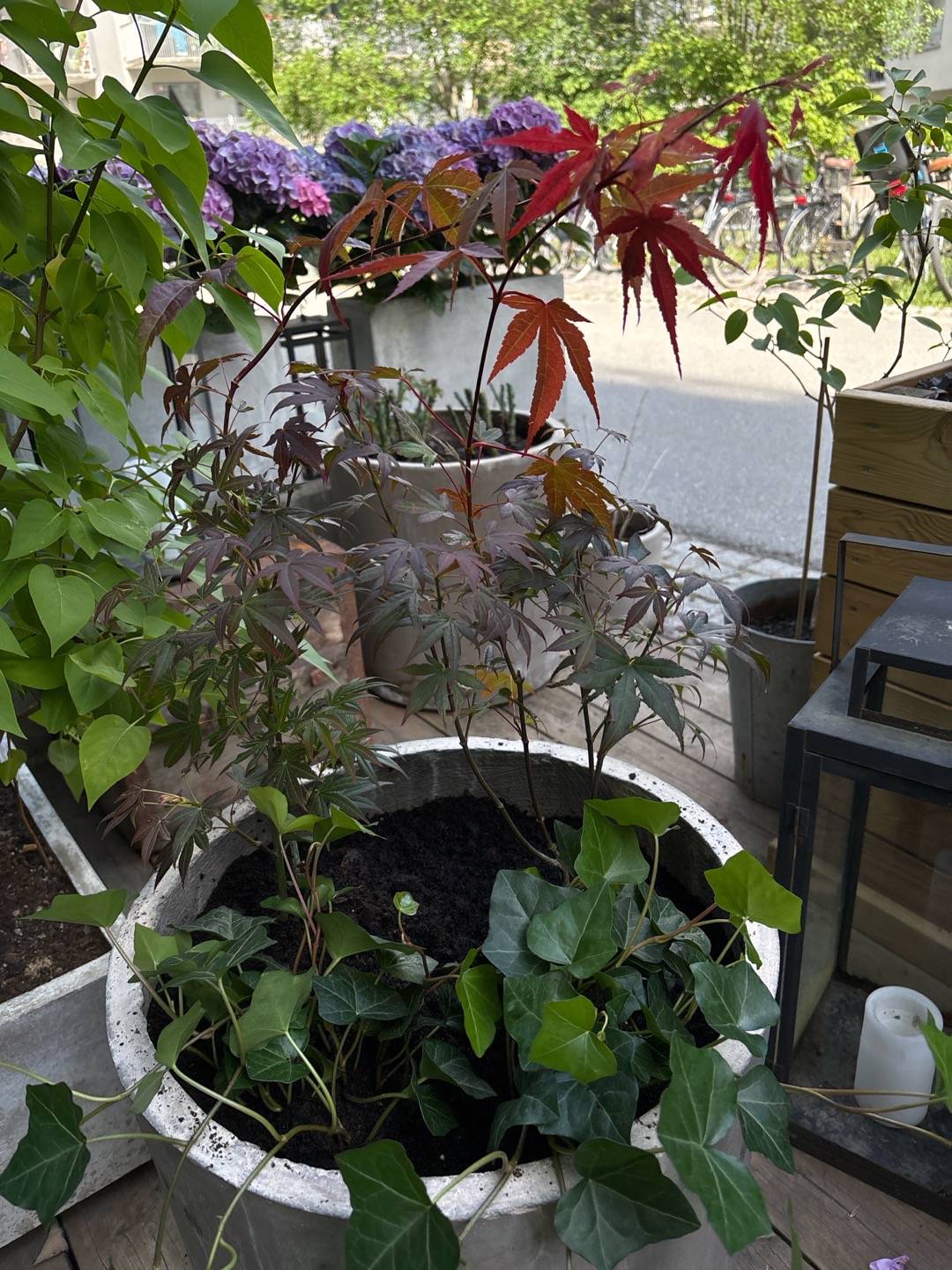 Sjöstadens blomsterträdgård
