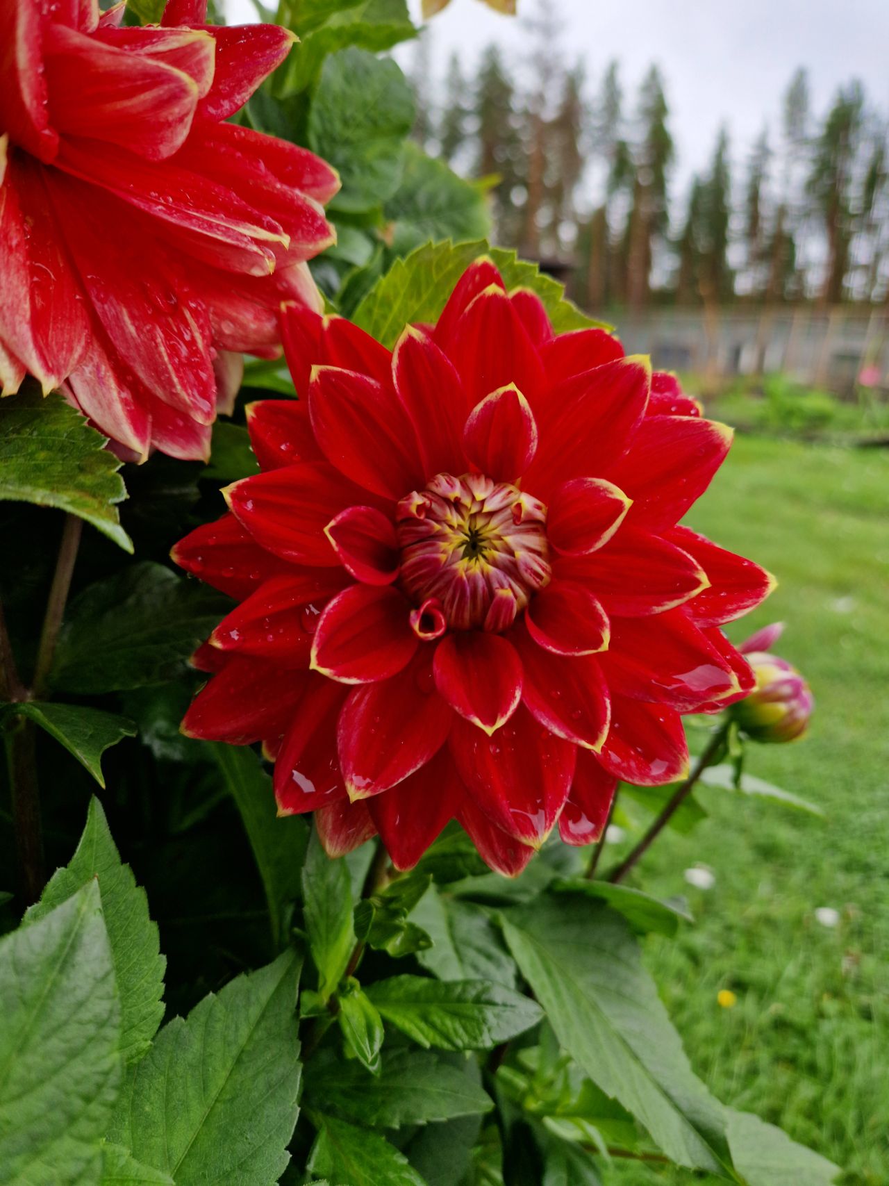 Dahlia Mr Optimist