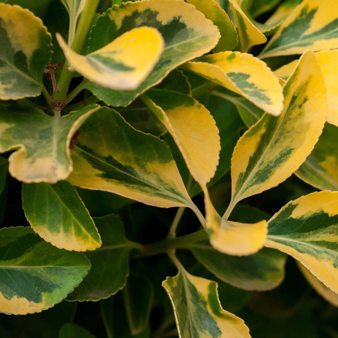Bredbladig Liguster Aureum