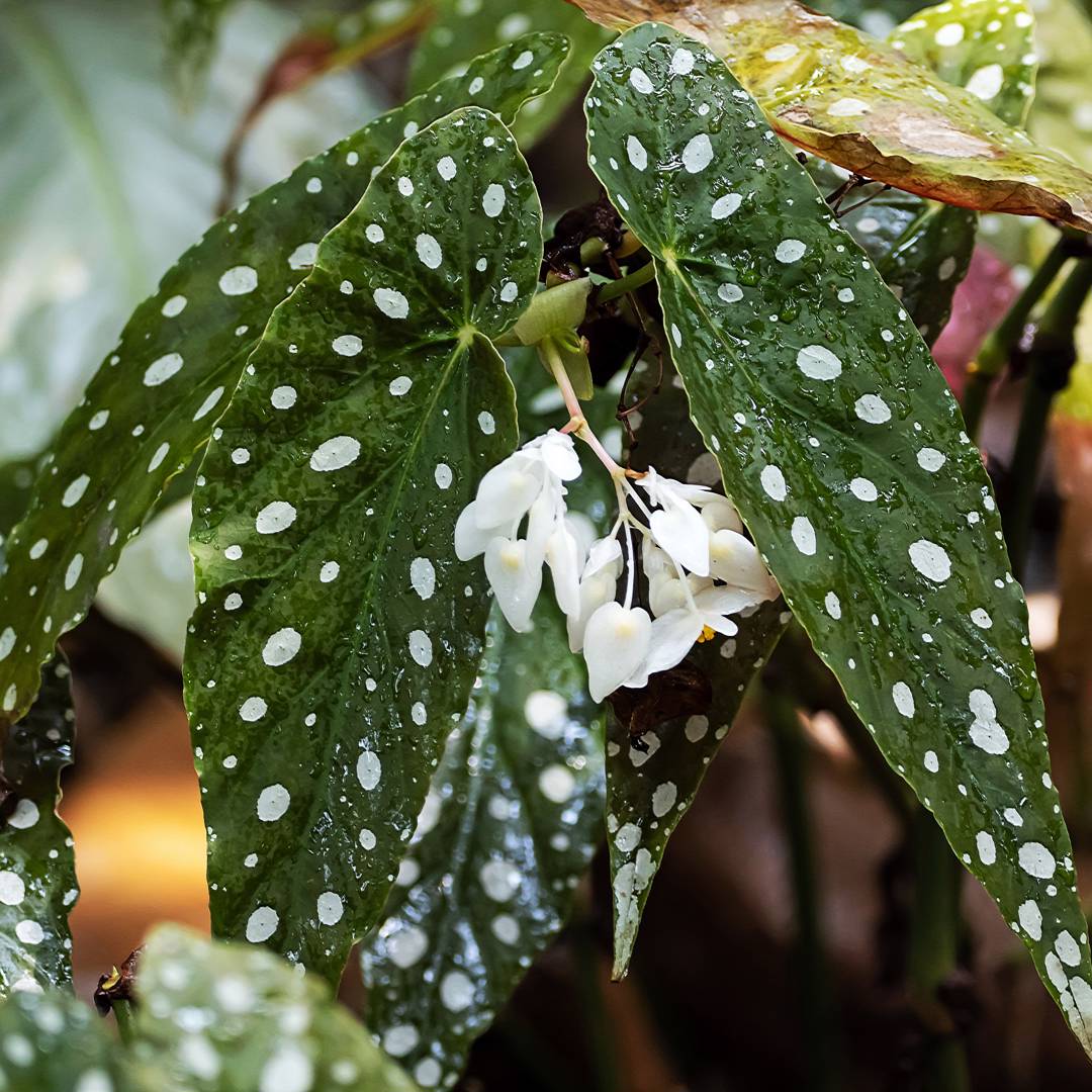 Forellbegonia 