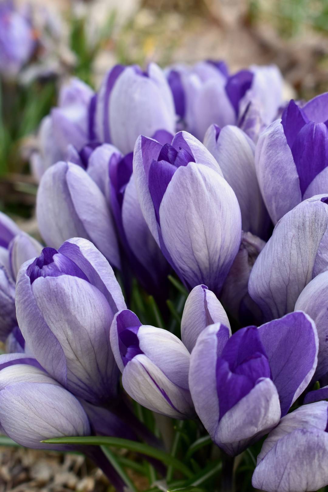 Krokus Yalta