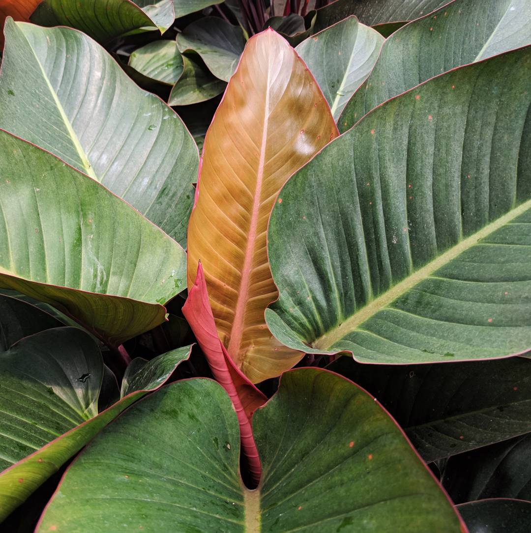 Philodendron Rojo Congo
