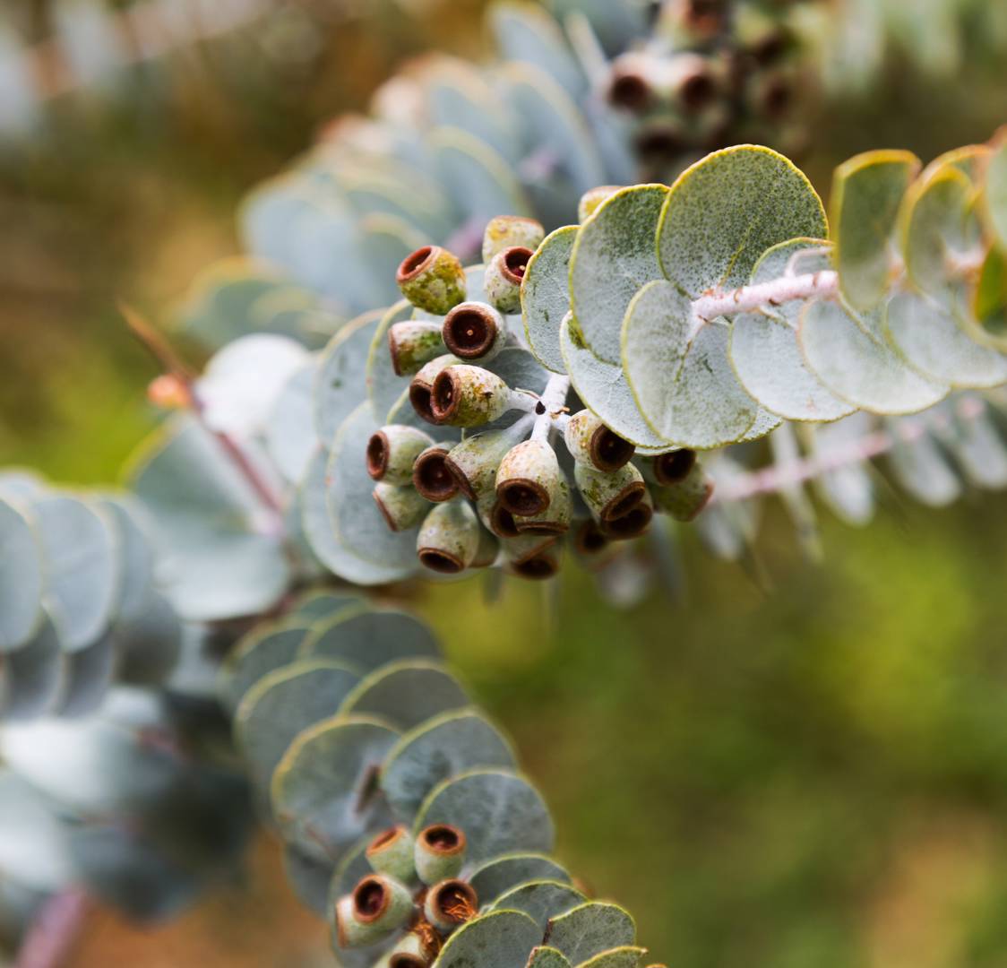 Eukalyptus 