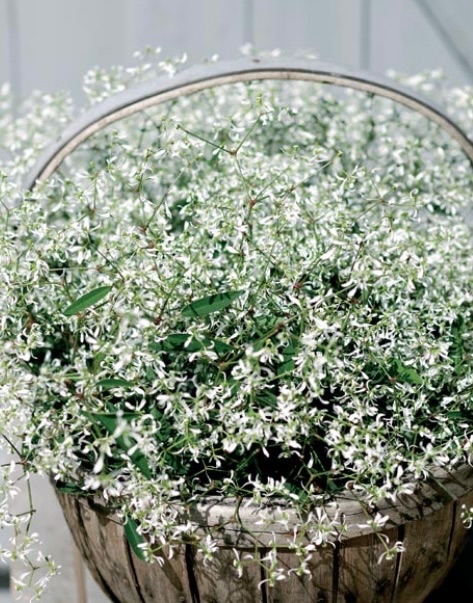 Snötörel Glitz