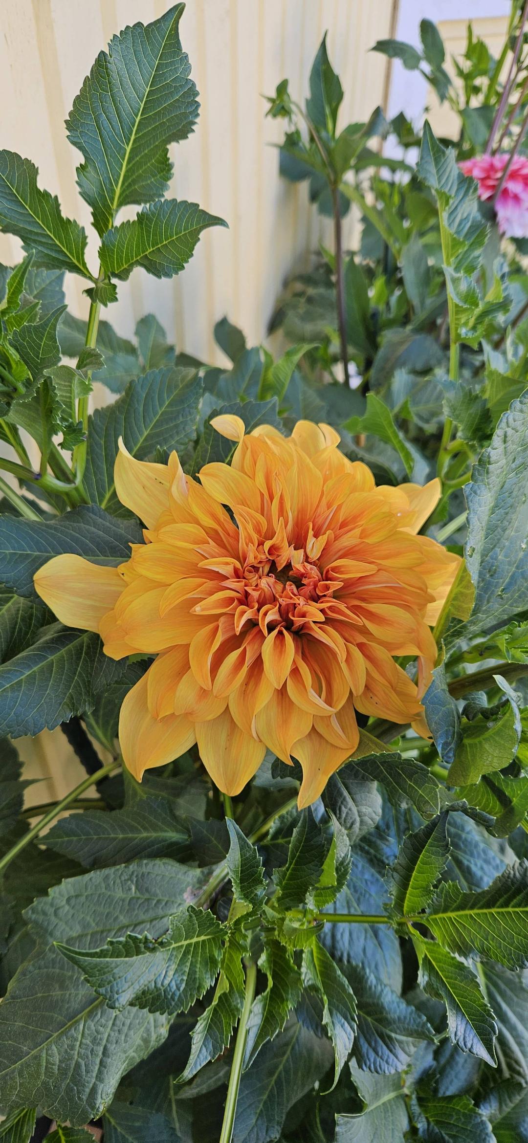 Dahlia Great Hercules