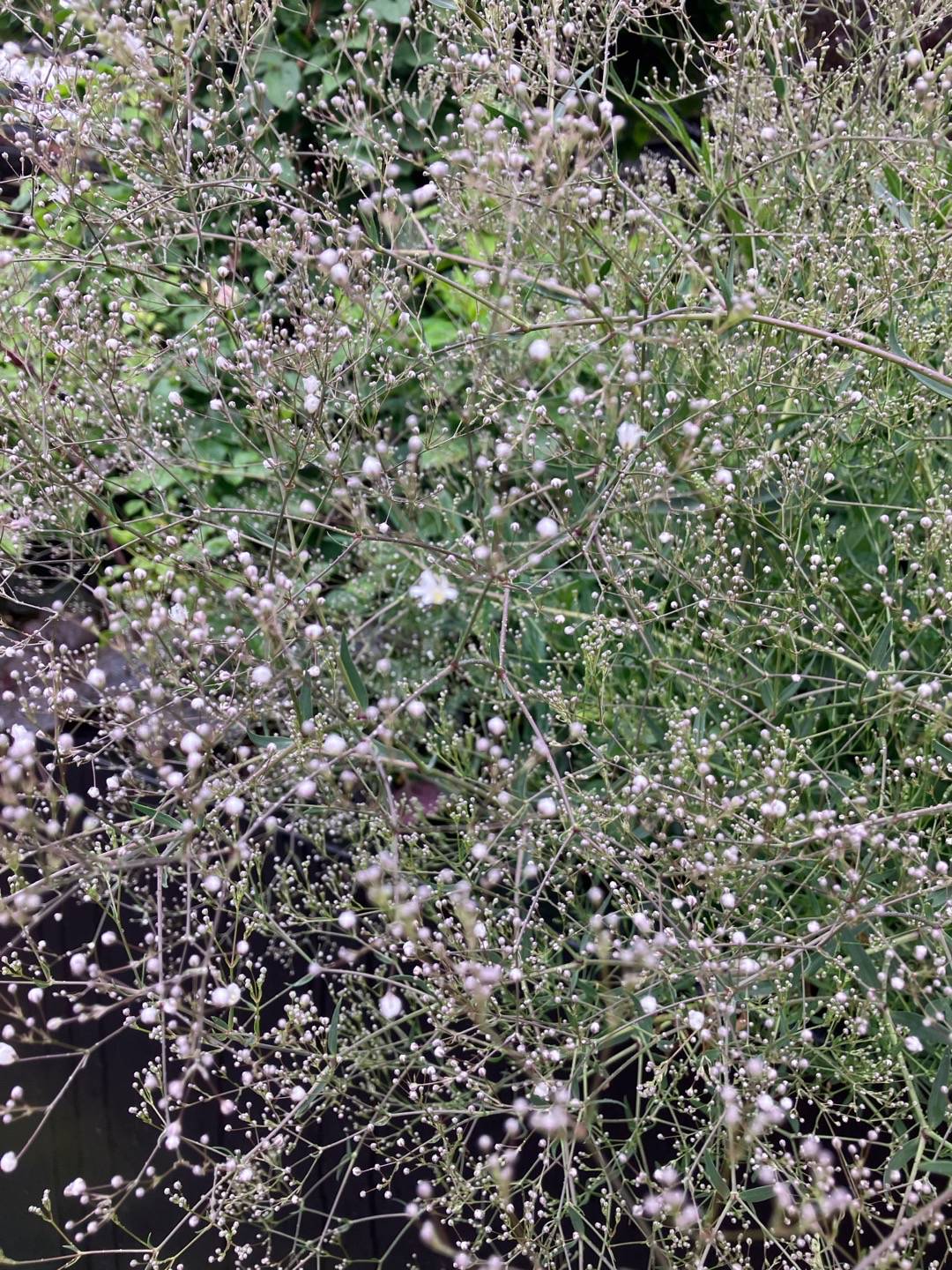 Brudslöja Single White