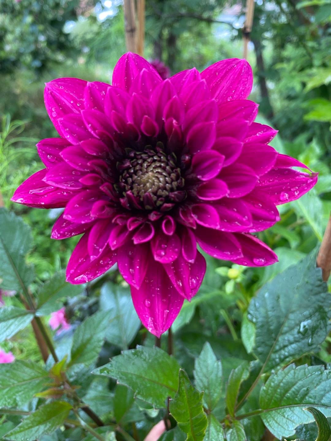 Petra på Blomstervägen