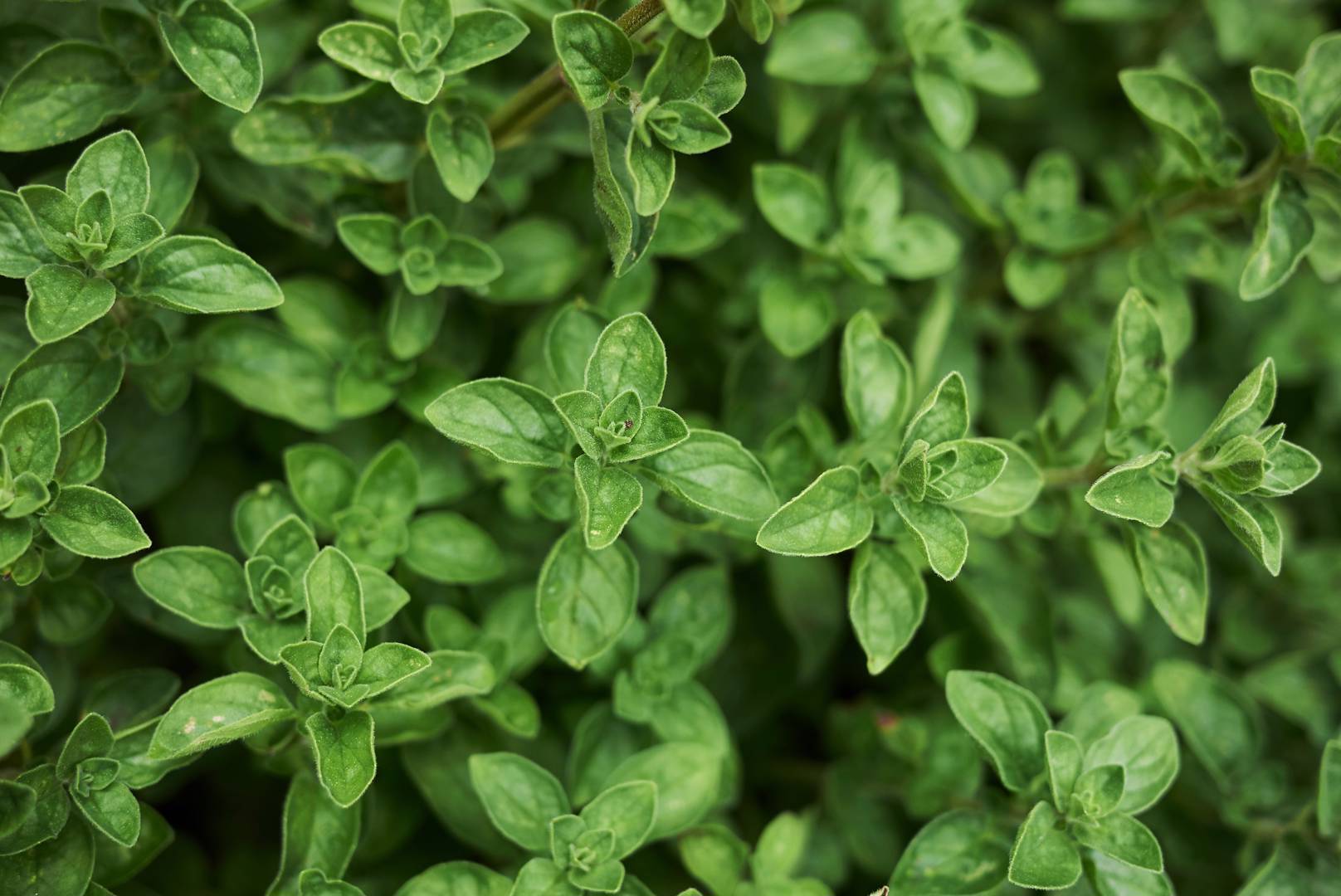 Oregano 