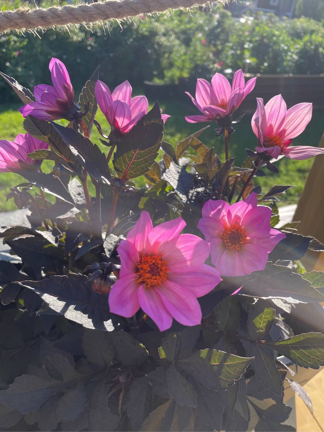 Dahlia Happy Days Pink
