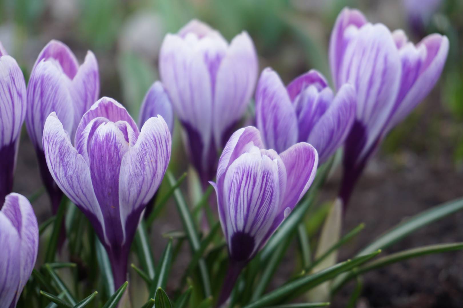 Krokus 