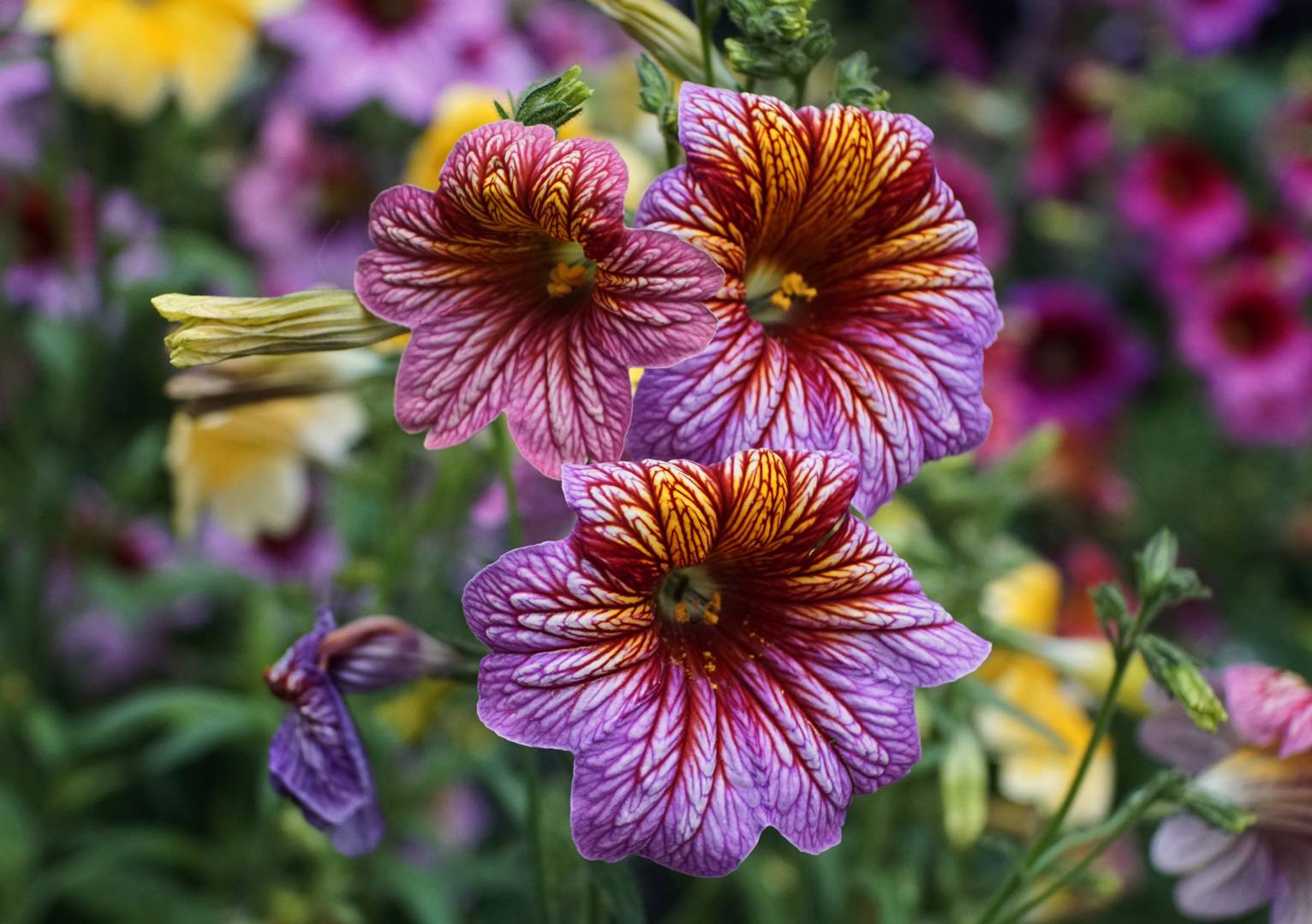 Trumpetblomma 