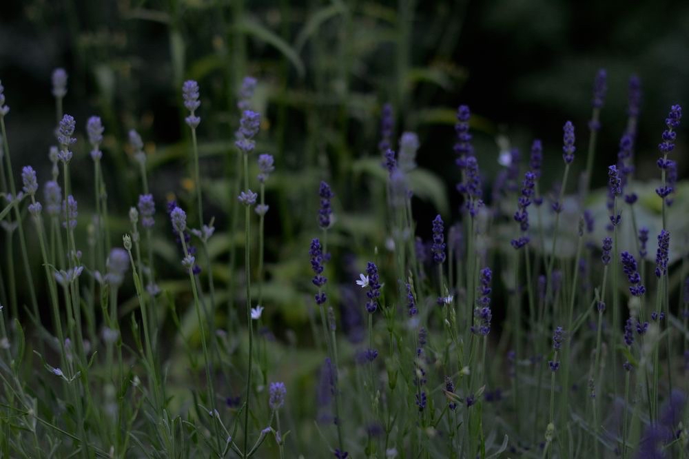 Lavendel Dwarf Blue