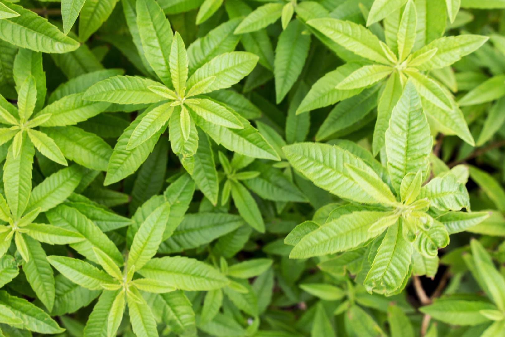 Citronverbena 
