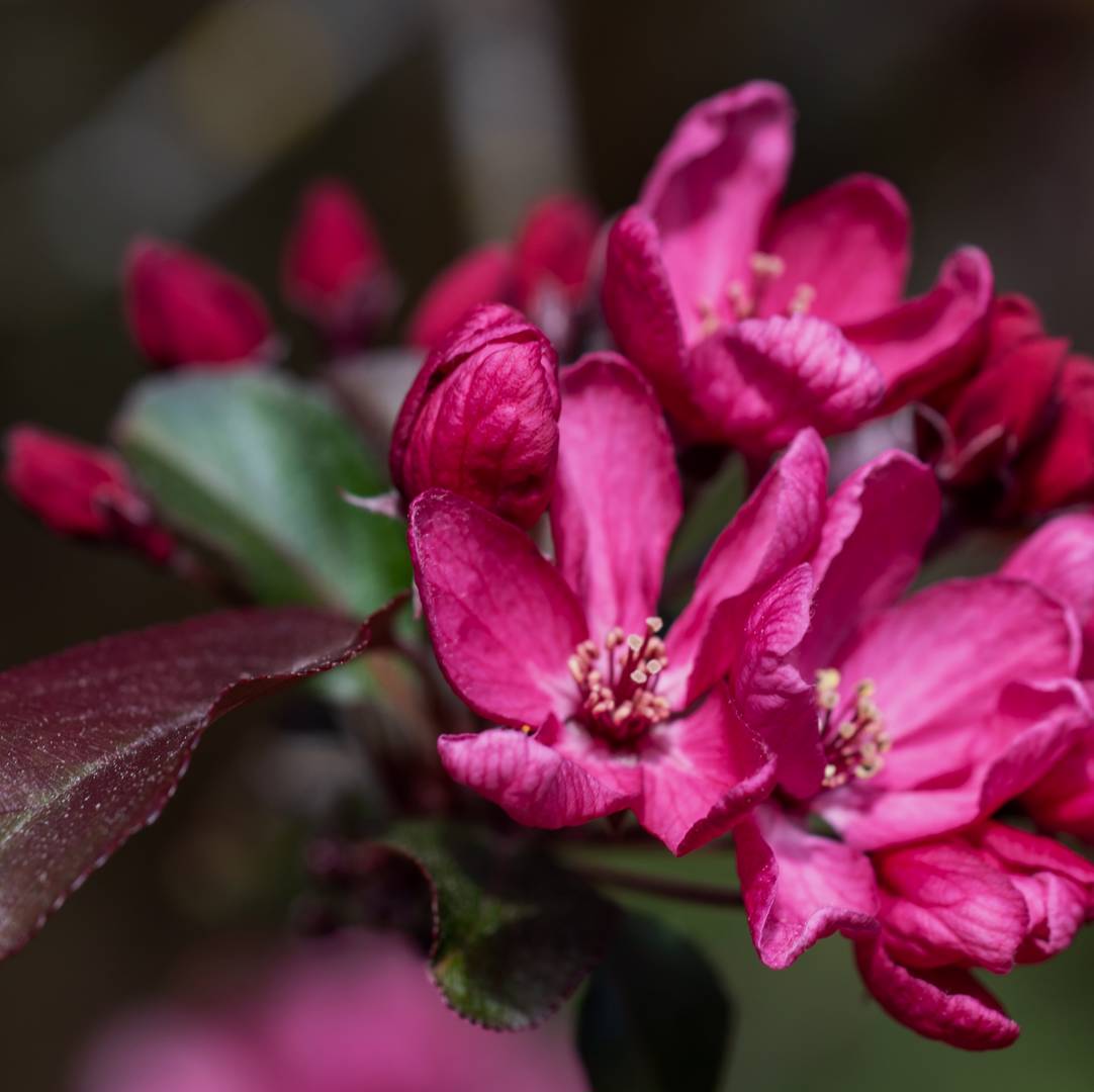 Purpurapel Liset