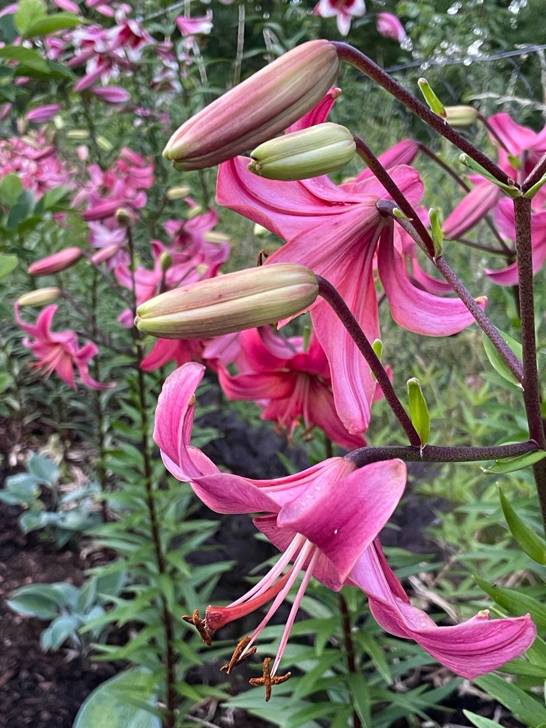 Oh!Garden - Hybridlilja Pink Flight