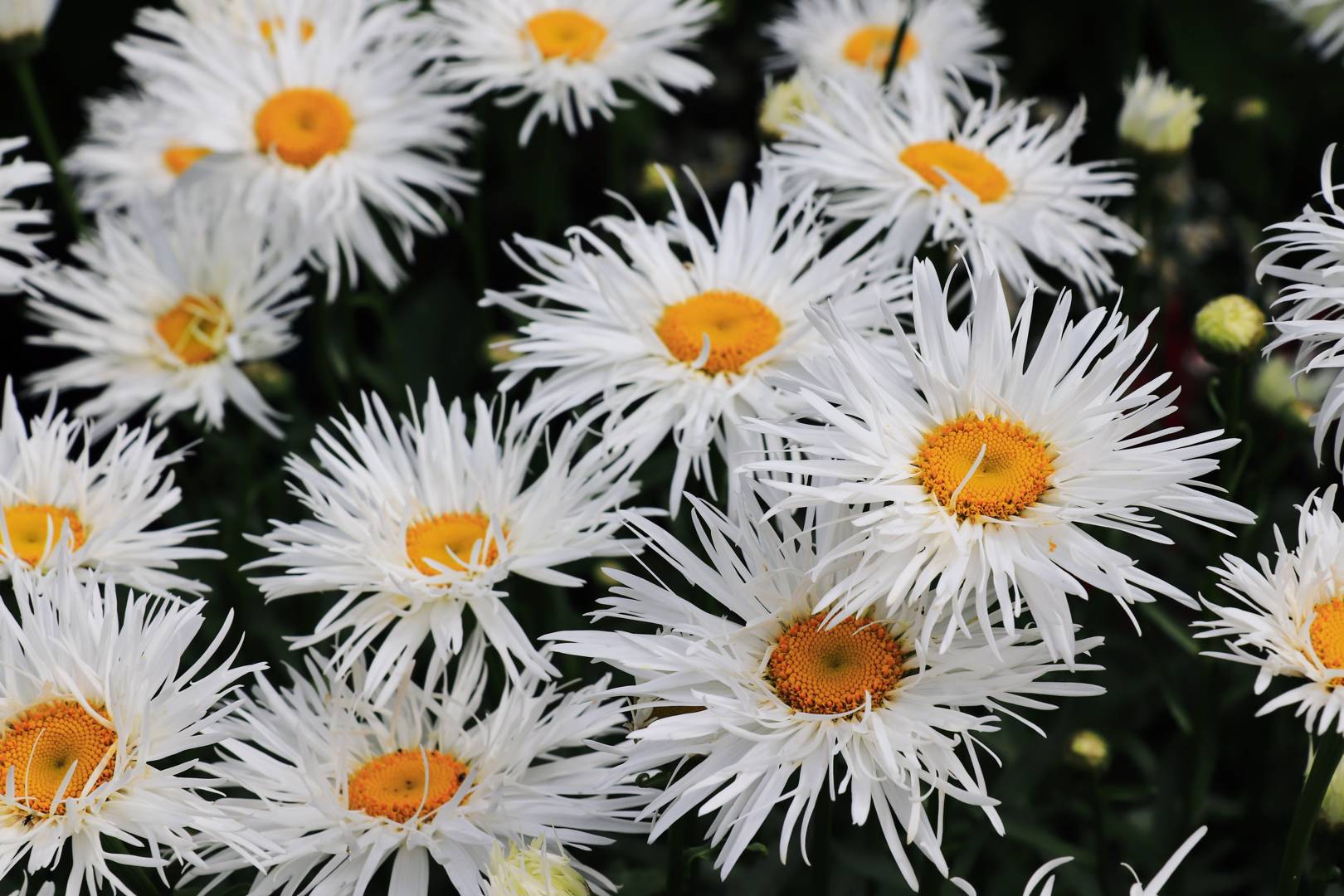 Jätteprästkrage Crazy Daisy