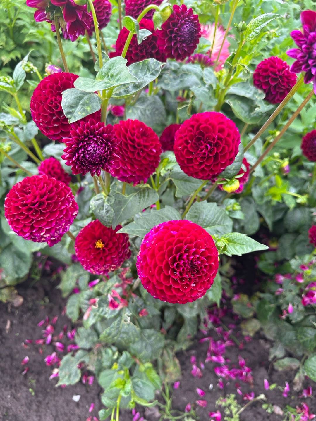 Ceciliacilia