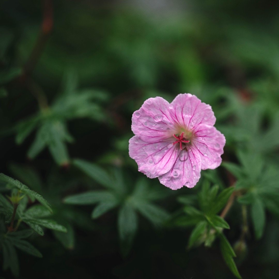 Blodnäva Apfelblüte