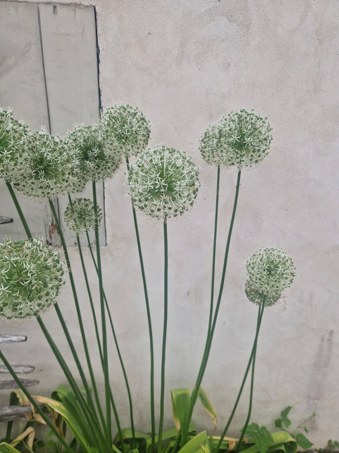 Silverlök 