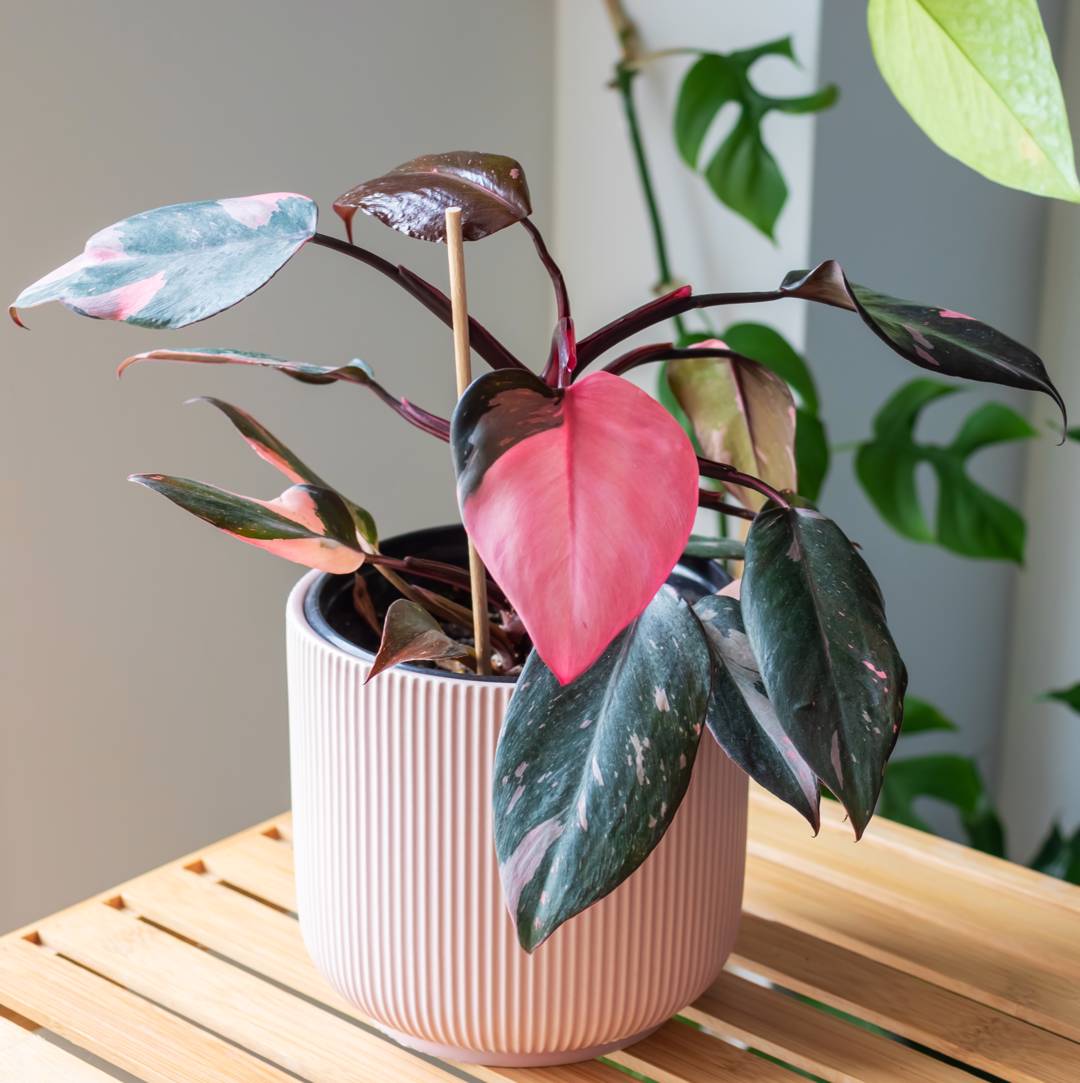 Philodendron Pink Princess