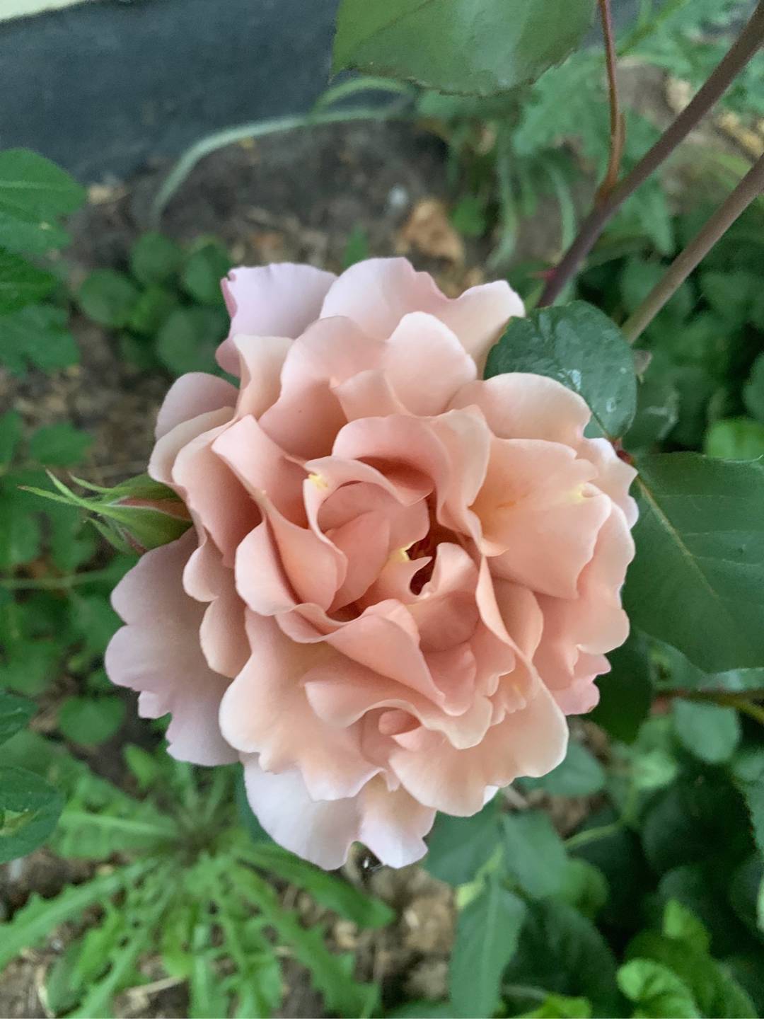 Ros Julia's Rose