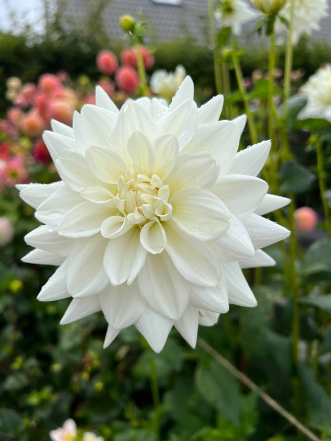 Dahlia Siberia