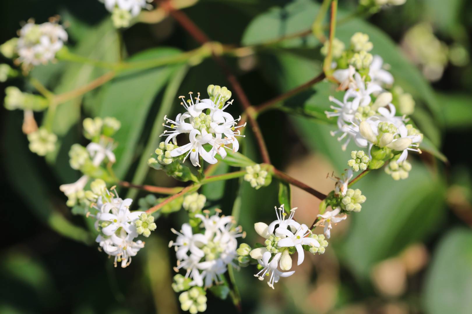 Jasmintry 
