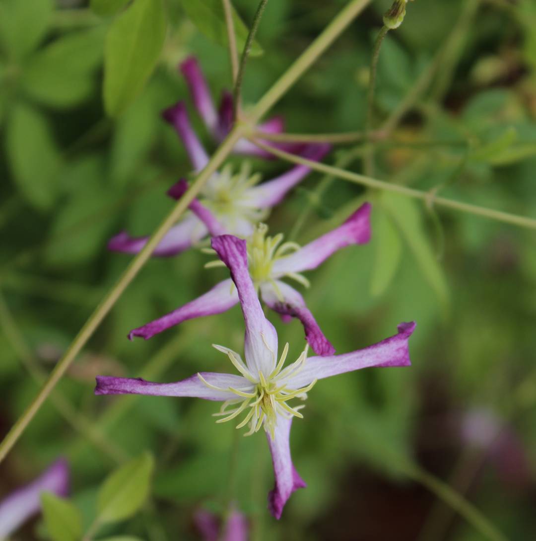 Mandelklematis Rubromarginata