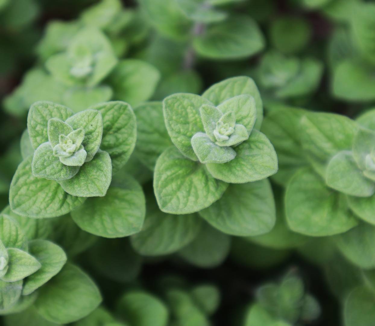 Oh!Garden - Syrisk Oregano Zaatar