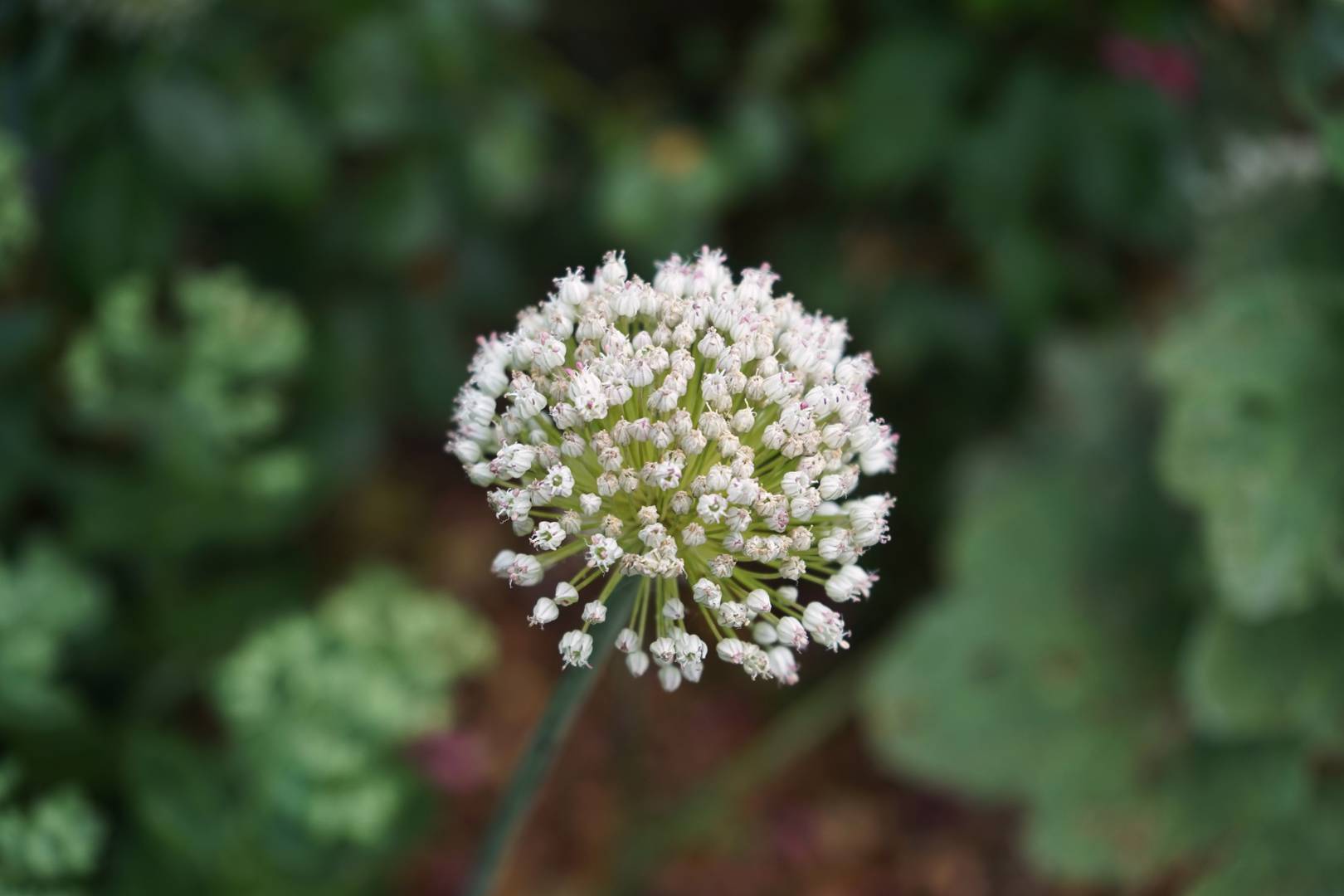 Allium Ping Pong