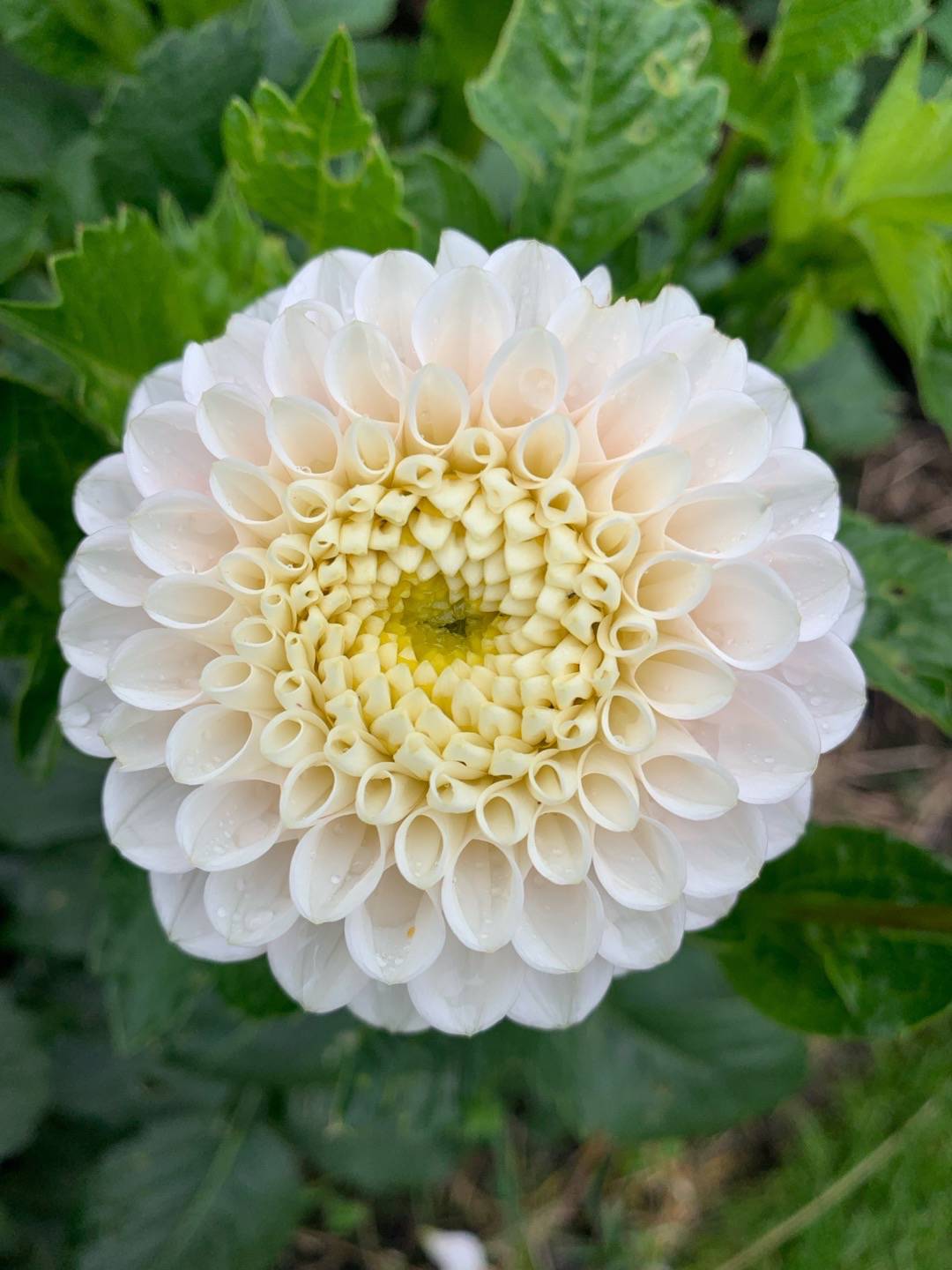 Dahlia White Wizard