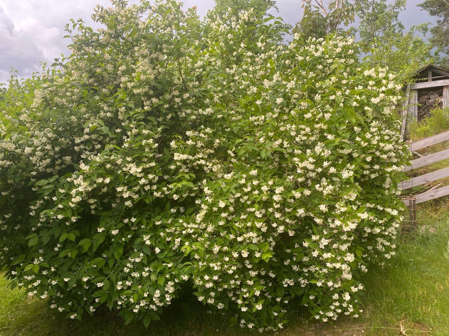 gardensagarden