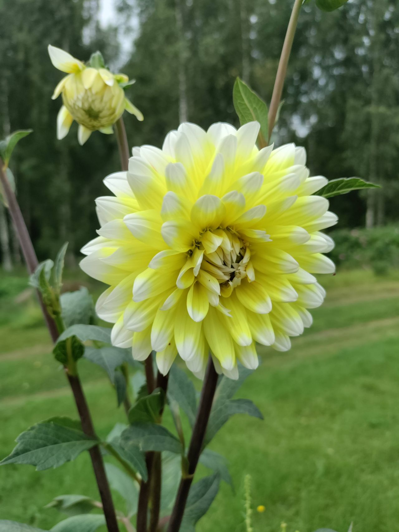 Hanna odlar för framtiden