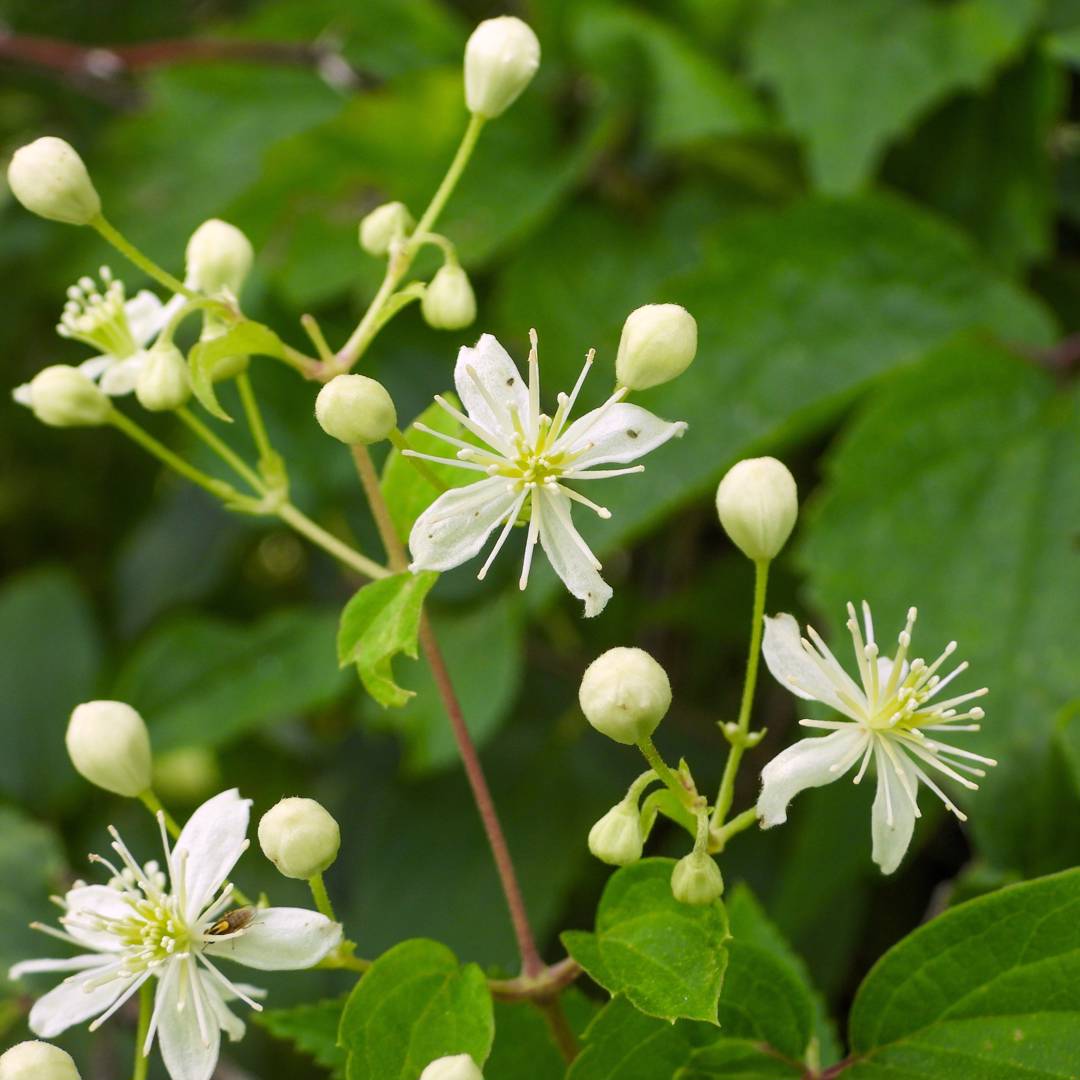 Virginsk Skogsklematis 