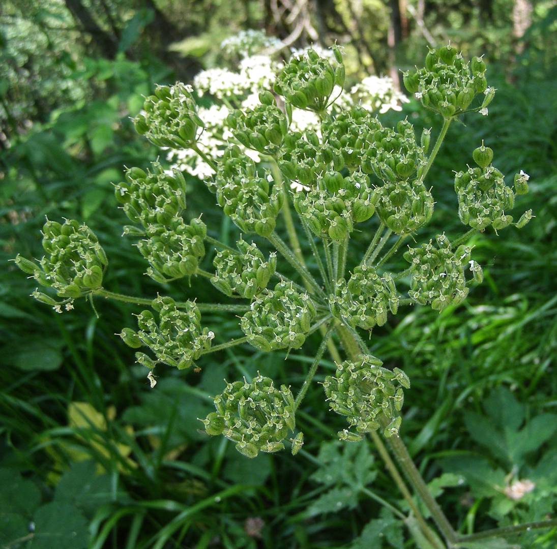 Strandloka 