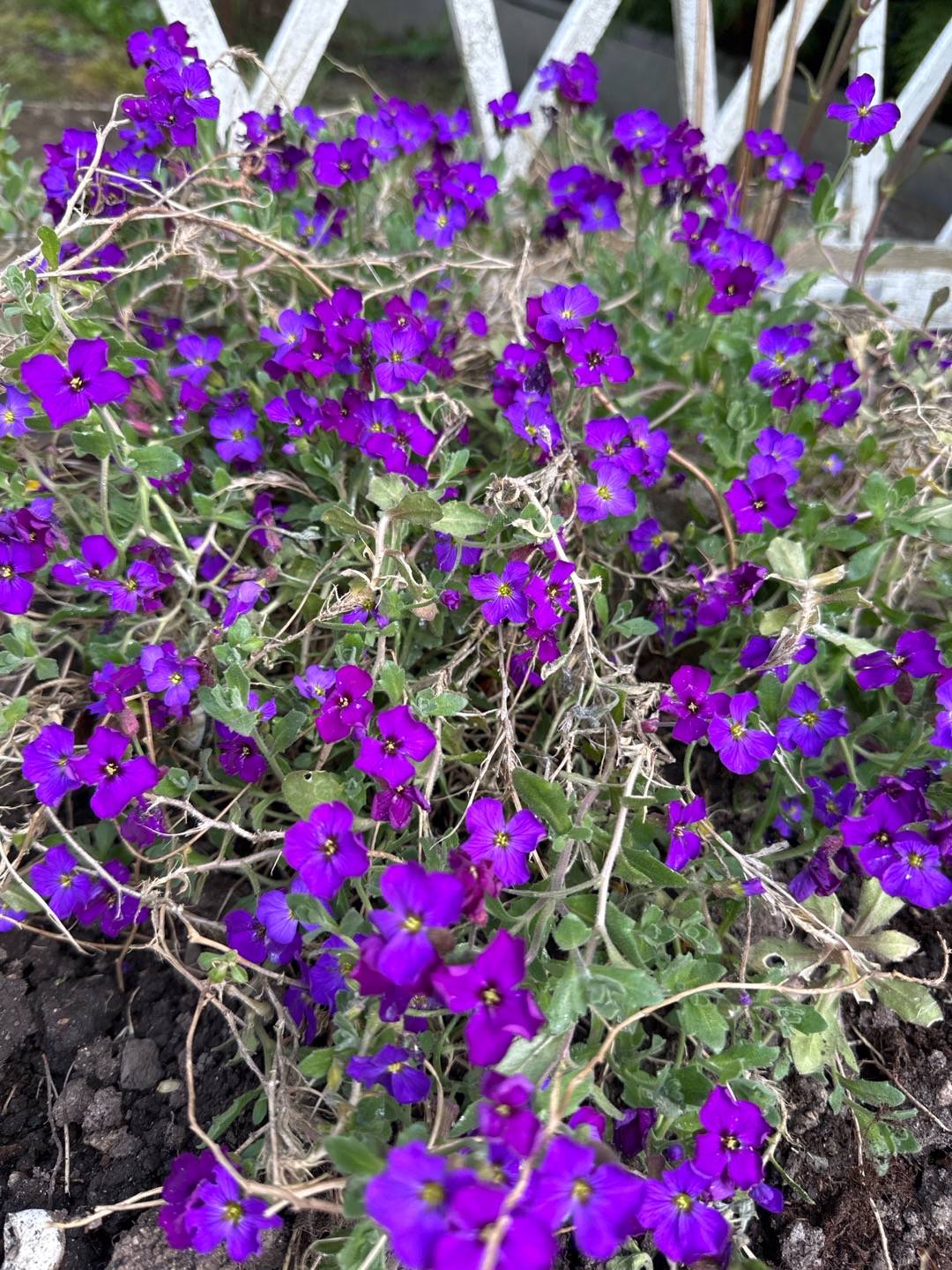 Aubrieta Hendersonii