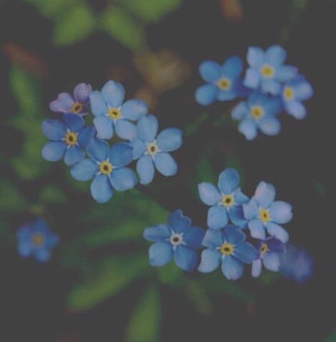 Där knoppar brister