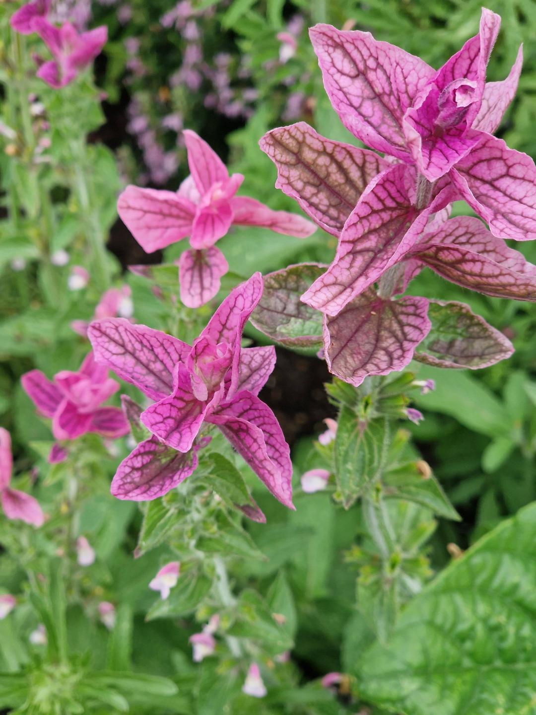 Oh!Garden - Broksalvia Pink Sundae