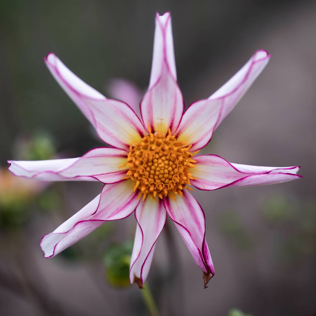 Oh!Garden Dahlia Fancy Pants