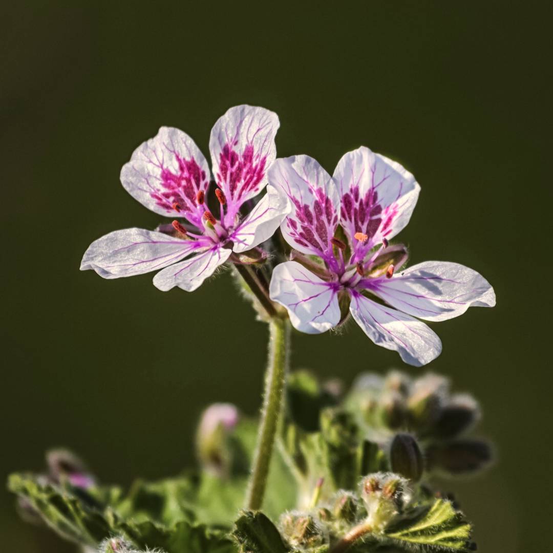 Pelargonnäva Sweetheart