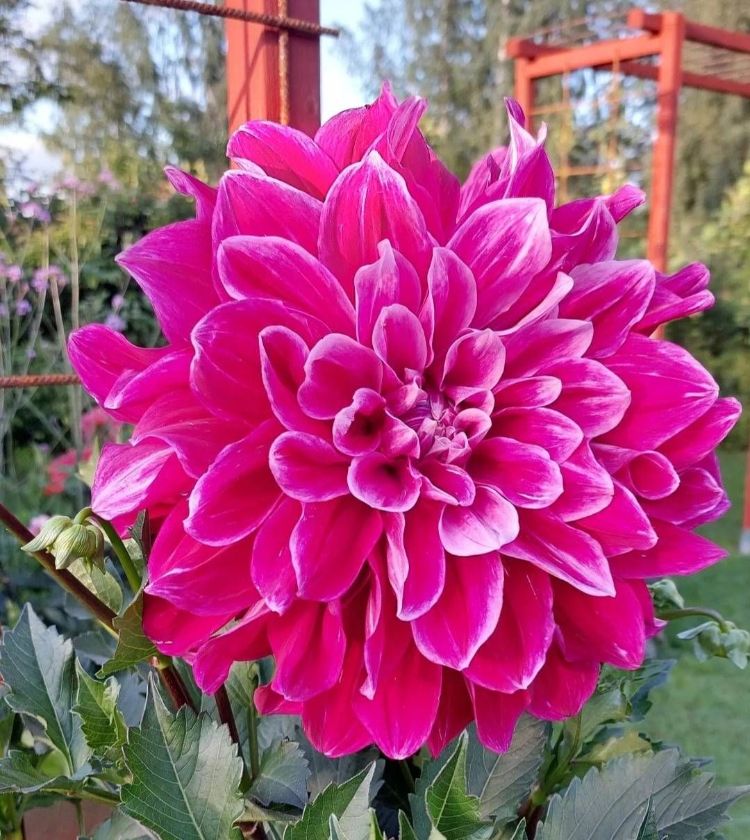 Oh!Garden - Dahlia Uncle B