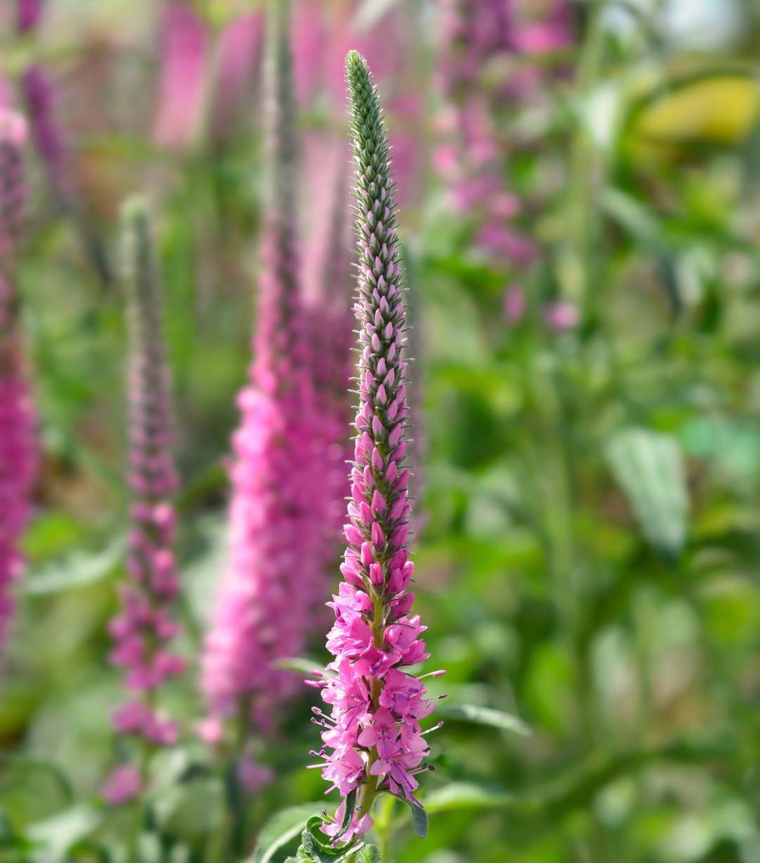 Axveronika Rosa Zwerg