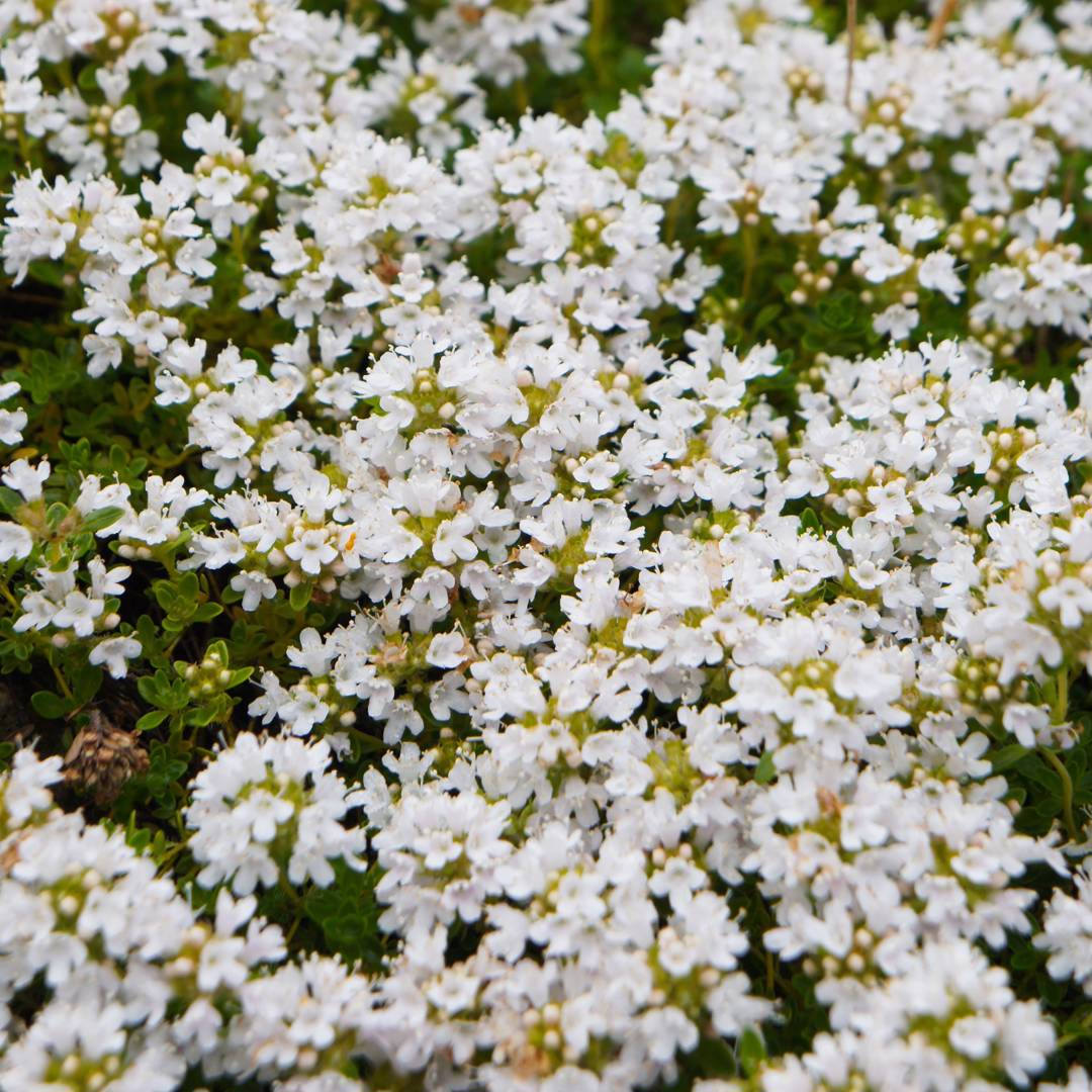Backtimjan Albiflorus