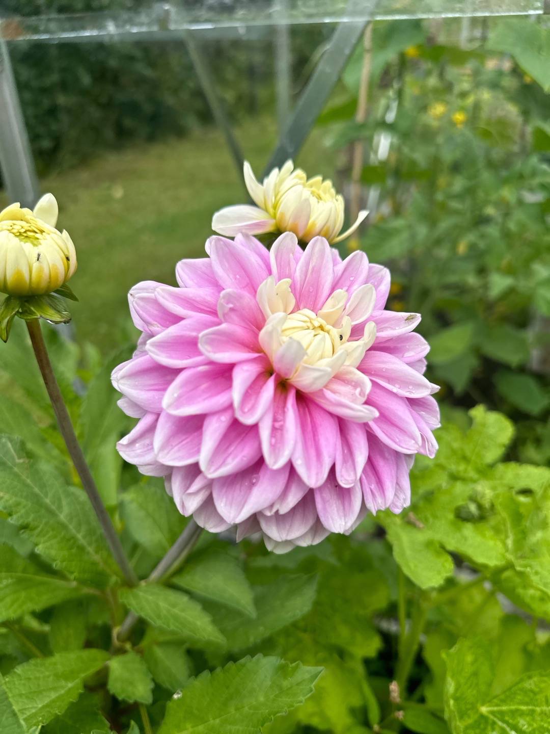 Dahlia Fluffles