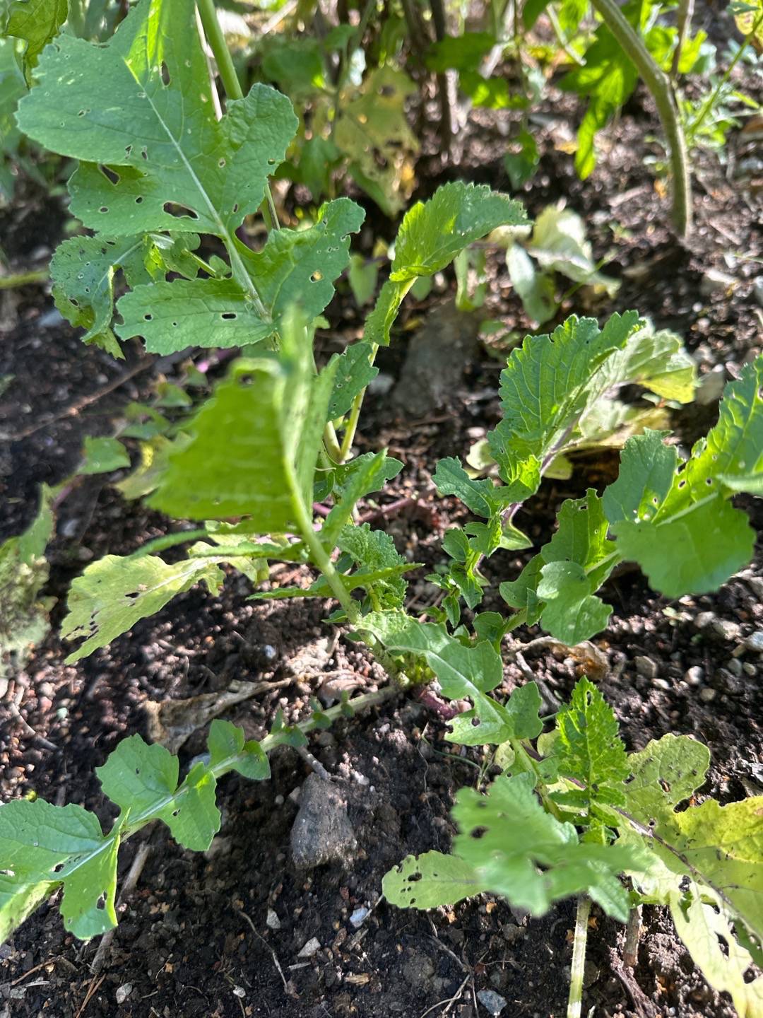 Oh!Garden - Asiatisk Rättika KN Bravo F1