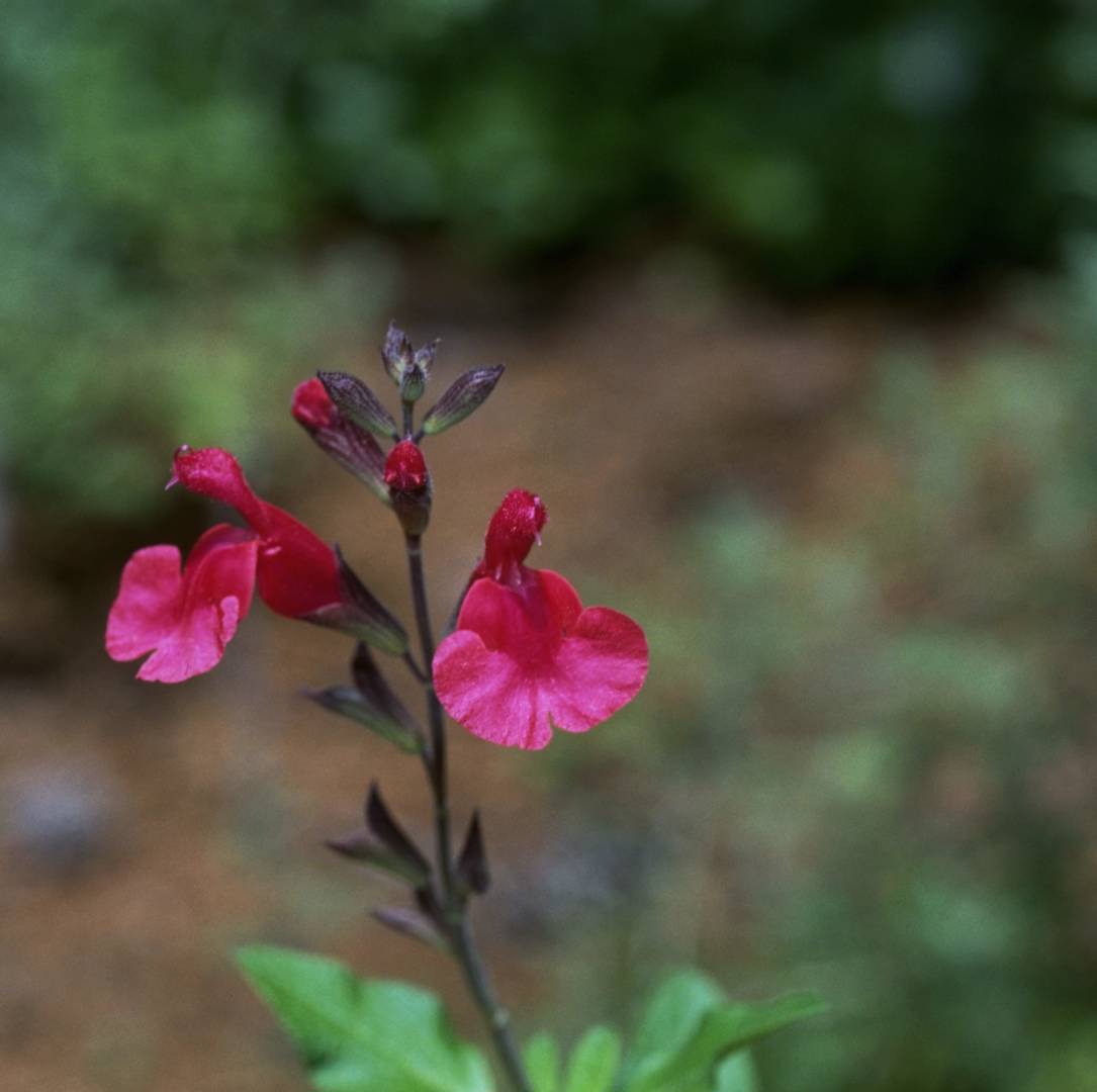 Salvia Maraschino