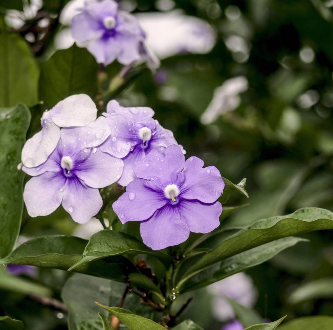 Brunfelsia 