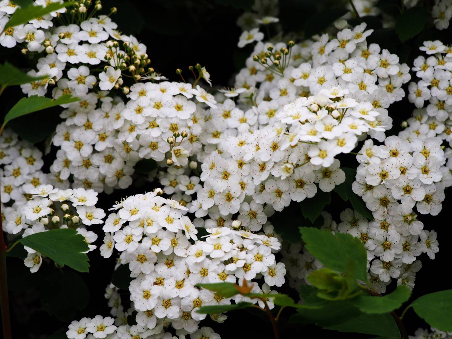 Björkspirea 