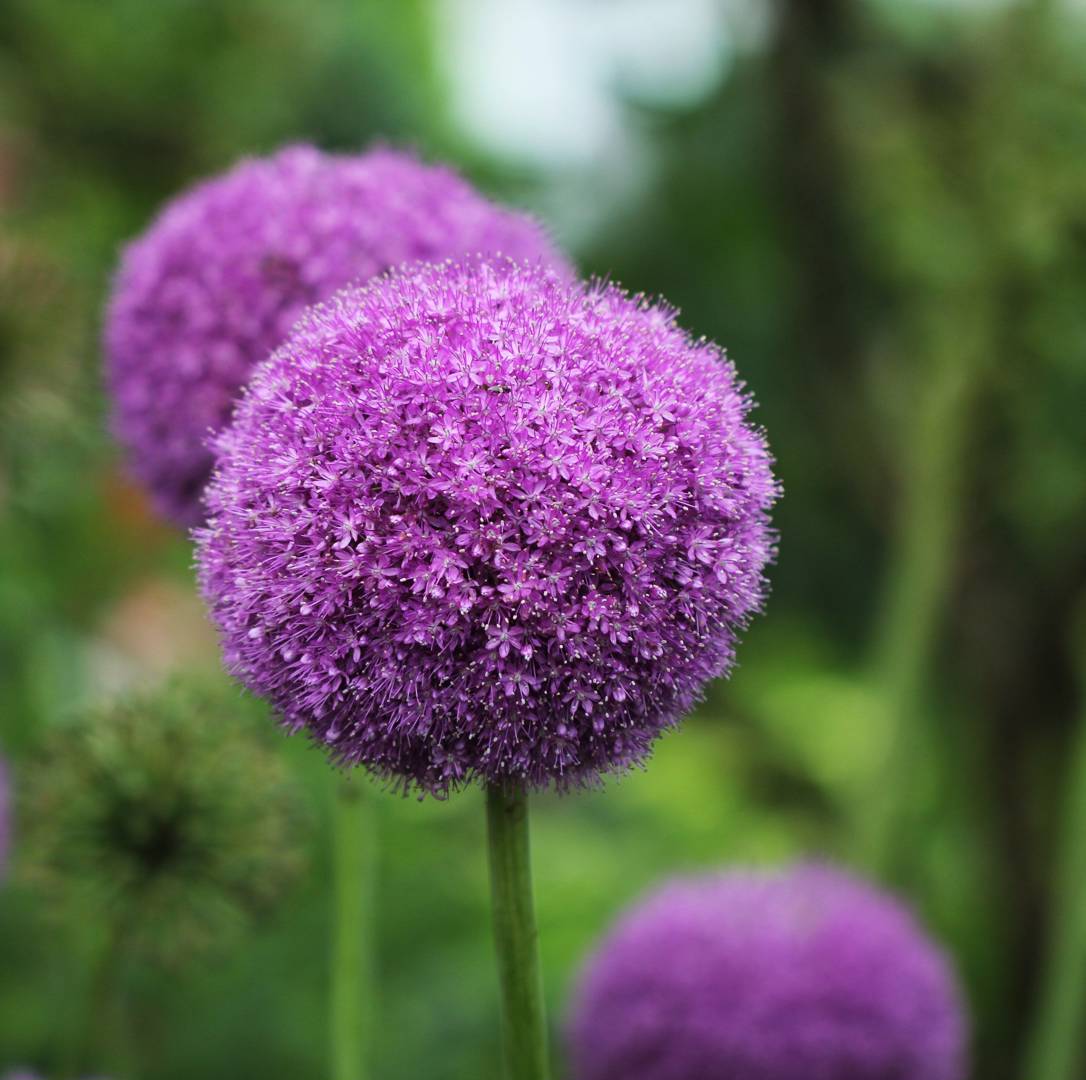 Allium Party Balloons