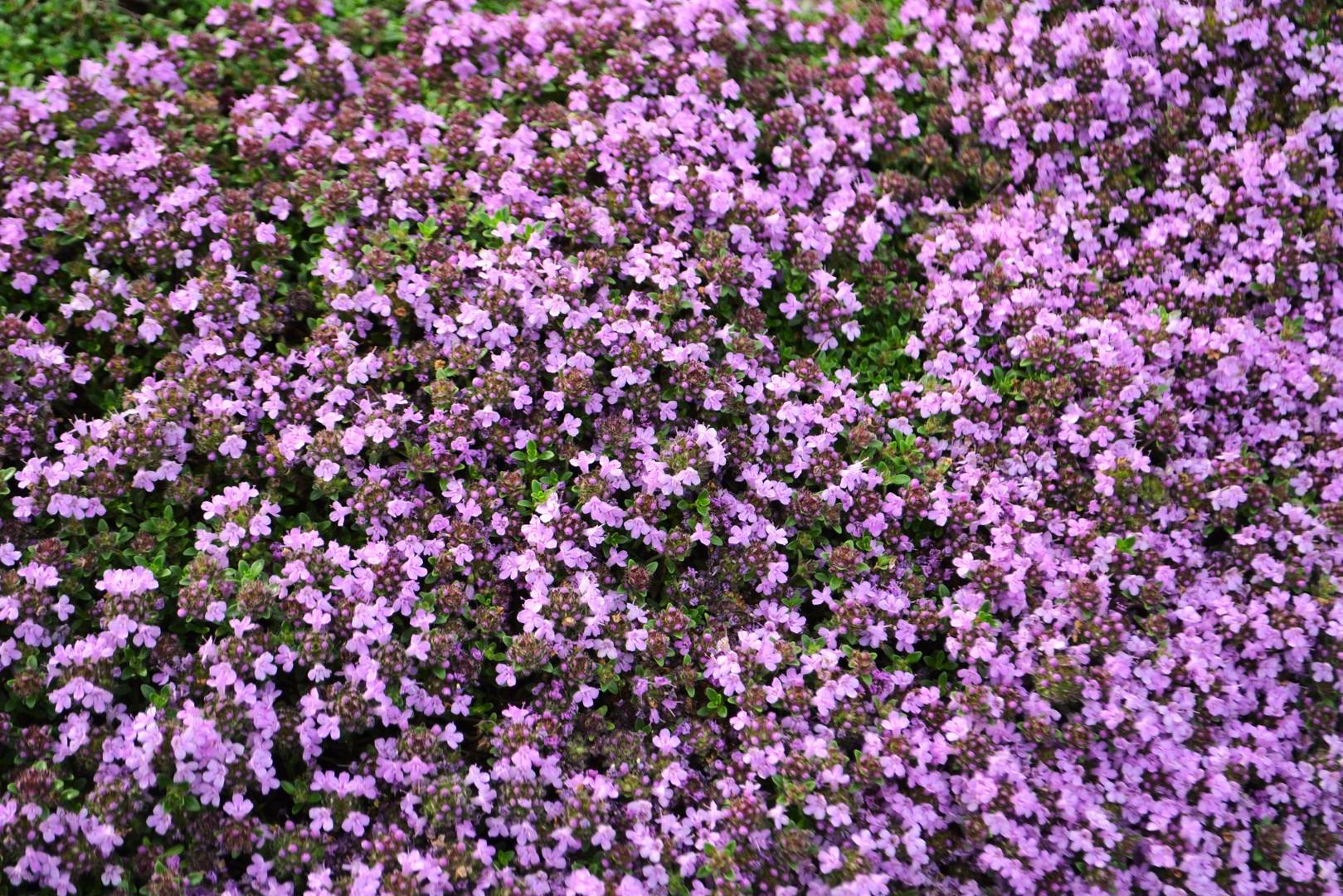 Purpurtimjan Coccineus